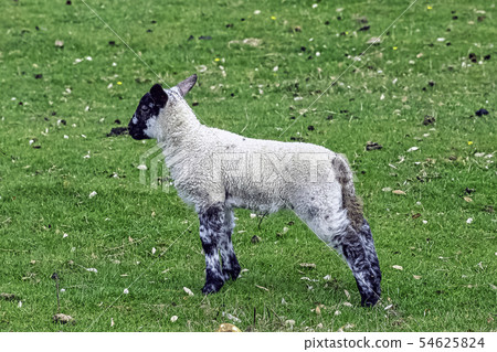 Baby domestic sheep (Ovis aries) Baby domestic sheep (Ovis aries) 54625824