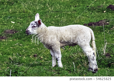 Baby domestic sheep (Ovis aries) Baby domestic sheep (Ovis aries) 54625825