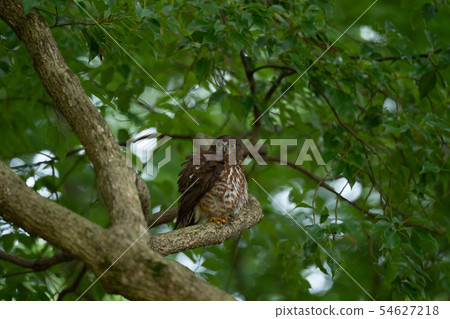 Summer bird Aobazuku during parenting Summer bird Aobazuku during parenting 54627218