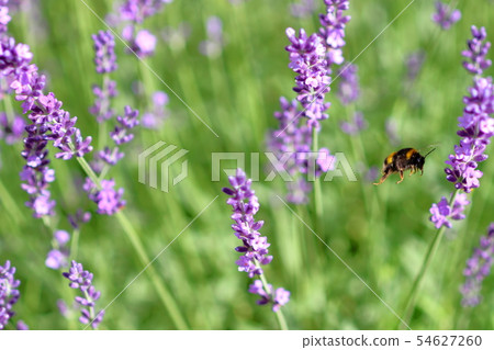 Lavender and bee 54627260