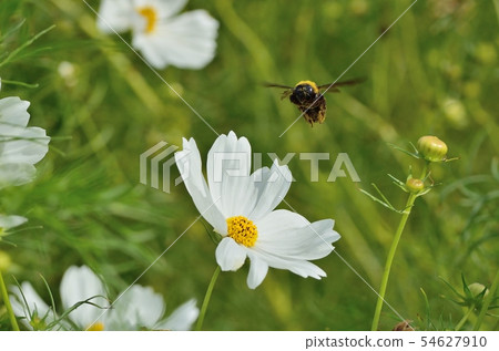 Cosmos and bear bee 170930 pm 1:52 54627910