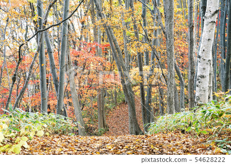 Autumn in the park Nishioka Park 54628222