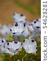 可愛的nemophila 可愛的nemophila 54628281