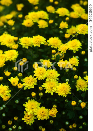 Kogiku yellow flower 54628669