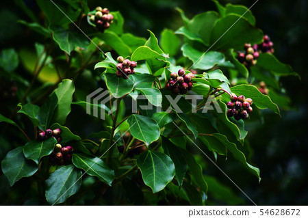 Kalemino berry, red 54628672