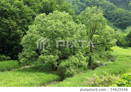 A large willow tree growing in the headwaters Iwami Town, Fukushima Prefecture A large willow tree growing in the headwaters Iwami Town, Fukushima Prefecture 54629346