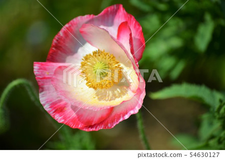 罌粟笑容 罌粟笑容 54630127