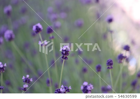 lavender lavender 54630599