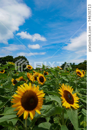 向日葵田 54630713