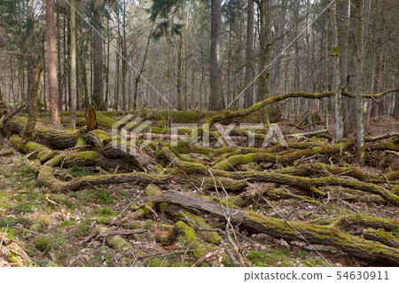 Giant oak tree moss wrapped branches lying Giant oak tree moss wrapped branches lying 54630911