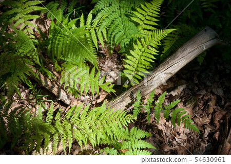 Ferns and stick Ferns and stick 54630961