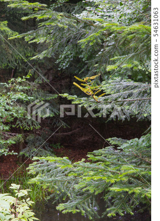 Fir (Picea alba) branches in summer Fir (Picea alba) branches in summer 54631063