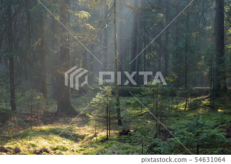 Sunbeam entering old coniferous stand of Sunbeam entering old coniferous stand of 54631064