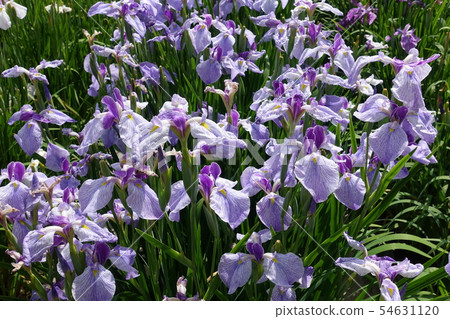 Iryo in full bloom 54631120
