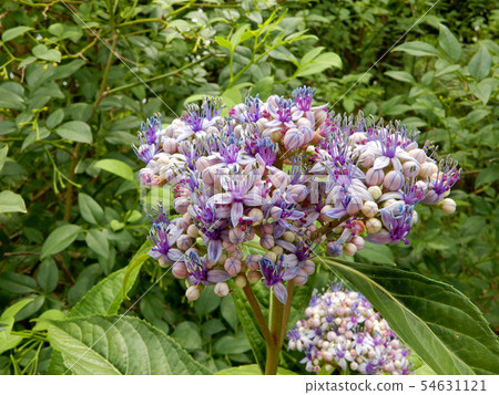 Hydrangea Moriyama Persimmon Garden Hydrangea Moriyama Persimmon Garden 54631121