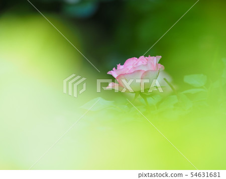 Rose garden Rose garden 54631681