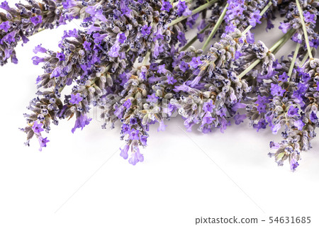 A closeup photo of lavender flowers blossoms on a white background with copyspace A closeup photo of lavender flowers blossoms on a white background with copyspace 54631685