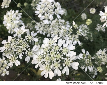 White lace flower 54632085