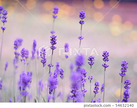 薰衣草 薰衣草 54632140