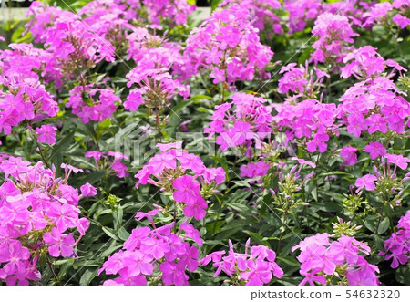 橙色花桃紅色花初夏 橙色花桃紅色花初夏 54632320