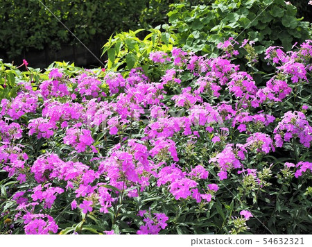 Orange flower pink flower early summer Orange flower pink flower early summer 54632321