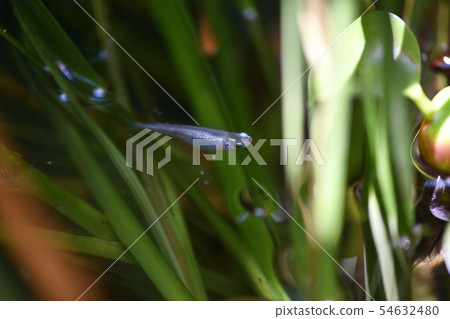 Summer Medaka 54632480