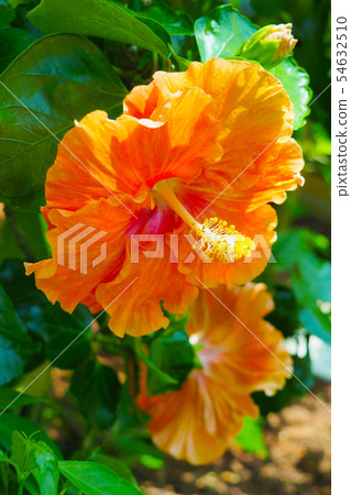夏天的花朵（芙蓉） 54632510