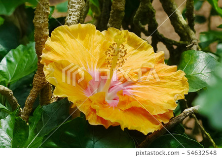 夏天的花朵（芙蓉） 54632548