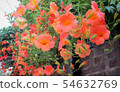 An emotional flower 54632769