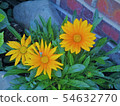 Wildflower 54632770