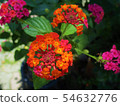 An emotional flower 54632776