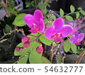 Wildflower 54632777