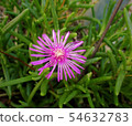 Wildflower 54632783