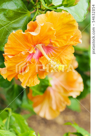 夏天的花朵（芙蓉） 54632854