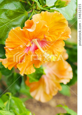 夏天的花朵（芙蓉） 54632855