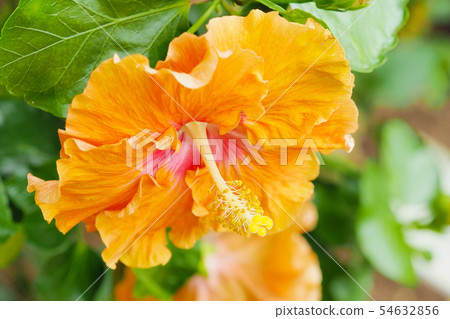 Summer flowers (Hibiscus) Summer flowers (Hibiscus) 54632856