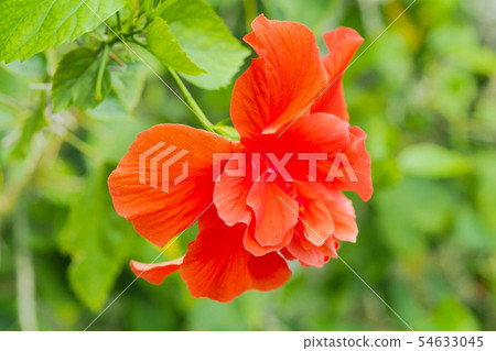 夏天的花朵(芙蓉) 夏天的花朵(芙蓉) 54633045
