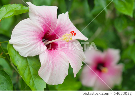 夏天的花朵(芙蓉) 夏天的花朵(芙蓉) 54633052