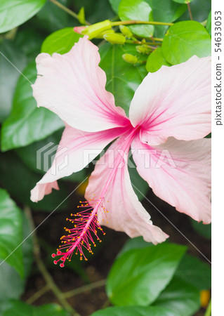 夏天的花朵(芙蓉) 夏天的花朵(芙蓉) 54633053