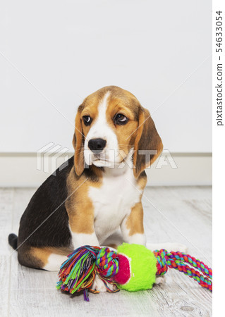 little cute tricolor Beagle puppy, sad look. 54633054
