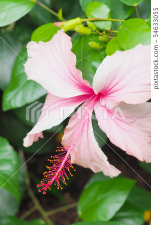 夏天的花朵(芙蓉) 夏天的花朵(芙蓉) 54633055