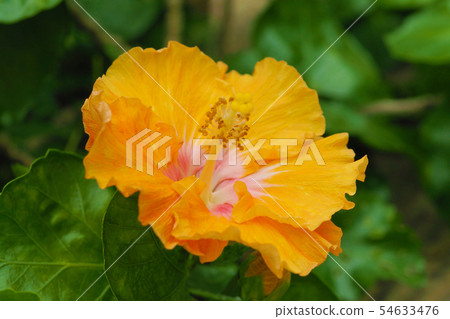 Summer flowers (Hibiscus) 54633476