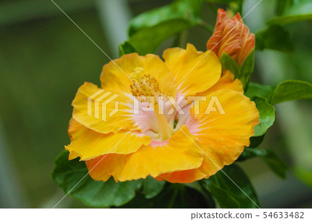 夏天的花朵（芙蓉） 54633482