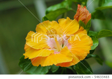 夏天的花朵（芙蓉） 54633483
