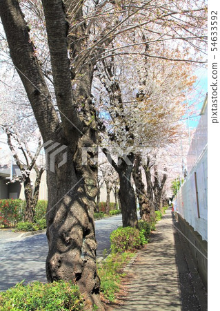 神奈川縣大和市,Chuo-Rinkan 神奈川縣大和市,Chuo-Rinkan 54633592