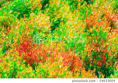multicolor of christina leaves and red young multicolor of christina leaves and red young 54633604