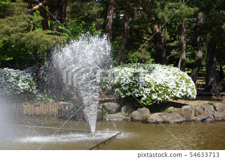 白色杜娟花和噴泉在盛開 54633713