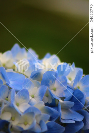 Blue hydrangea up 54633779