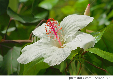 夏天的花朵(芙蓉) 夏天的花朵(芙蓉) 54633972