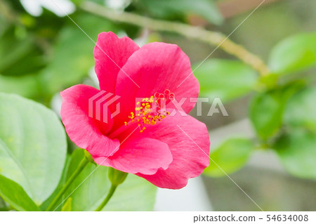 夏天的花朵(芙蓉) 夏天的花朵(芙蓉) 54634008